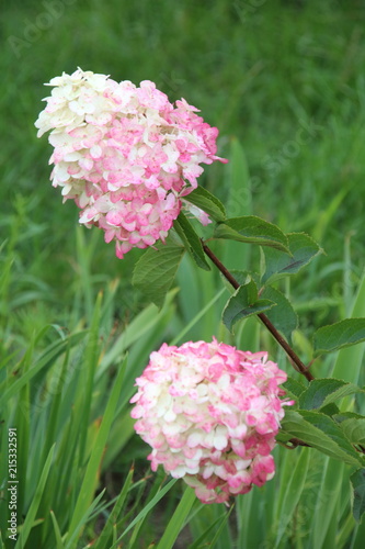 Wallpaper Mural pink hydrangea flowers with white , Fraise melba Torontodigital.ca