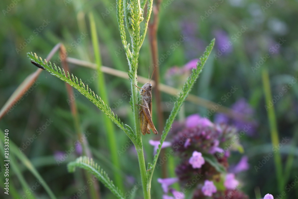 Grass grows in a meadow