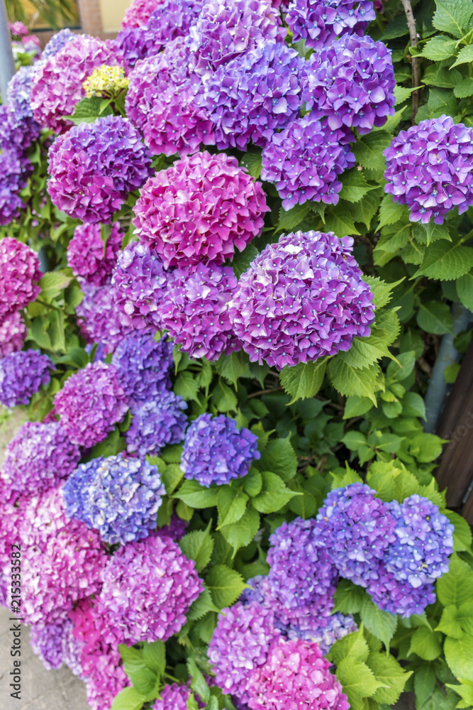 Blooming Pink and Purple Hydrangea Flowers in a Garden Blooming Pink and Purple Hydrangea Flowers in a Garden