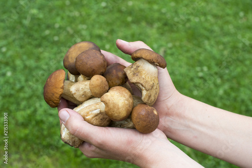 Handful of porcini mushrooms