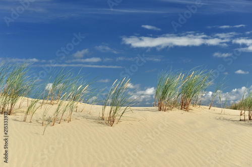 High green grass grows on the sand dune