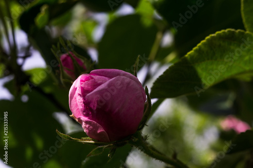 Pink climbing roses