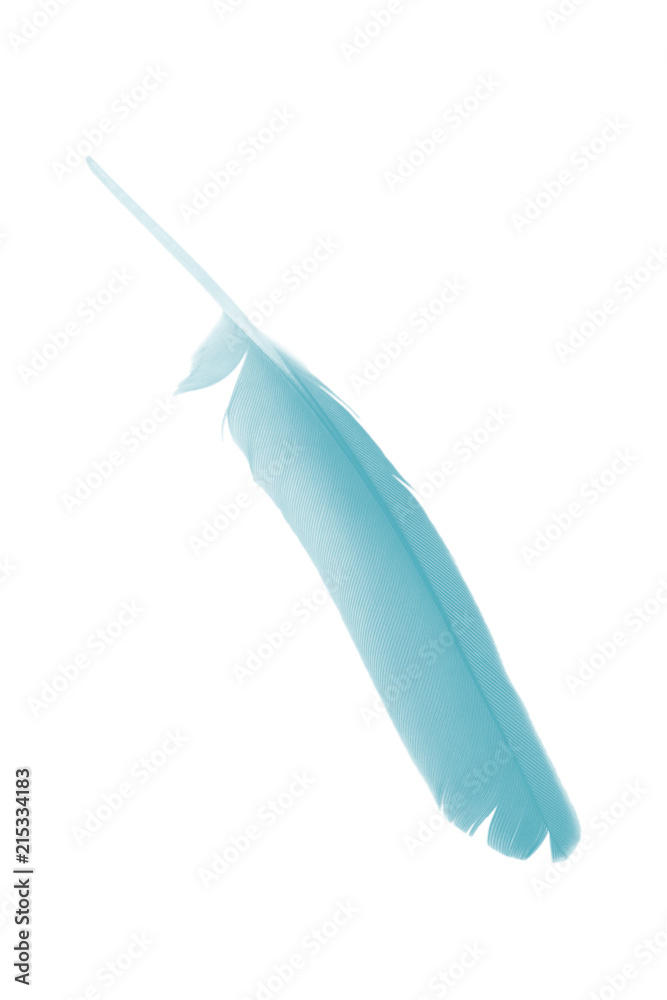feather color turquoise emerald green on white background feather color turquoise emerald green on white background