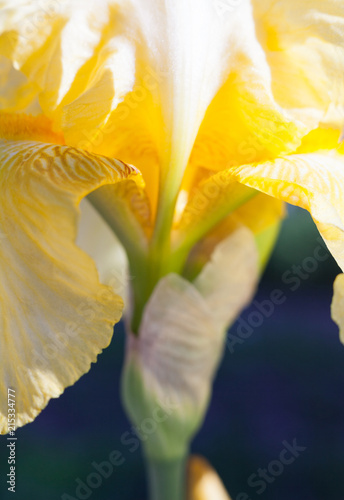 Fototapeta Naklejka Na Ścianę i Meble -  Yellow iris flower