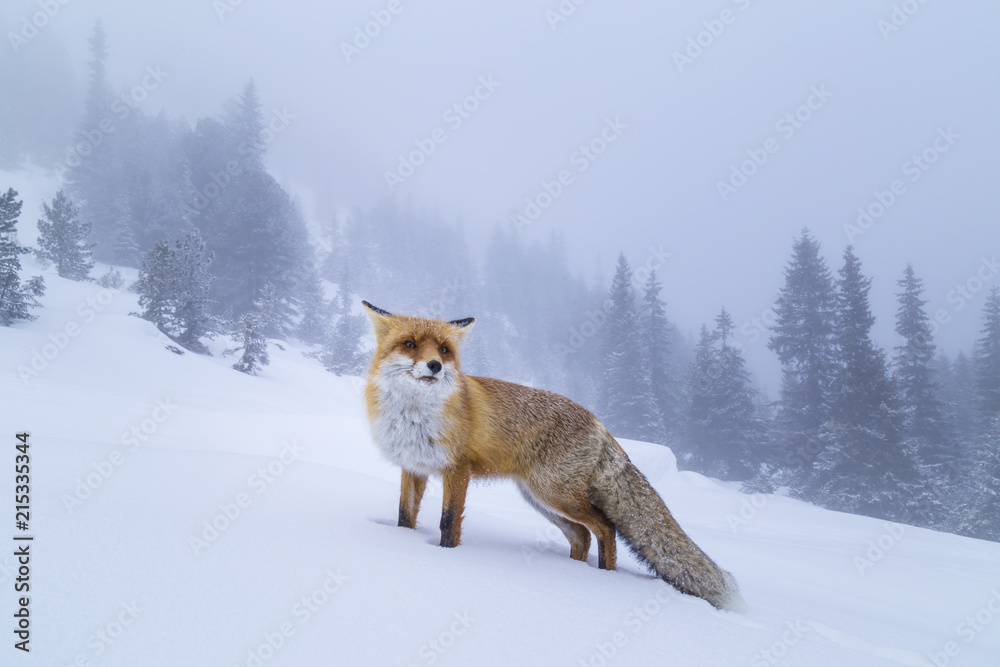 Fototapeta premium Fluffy wild red fox in the mountains, profiled on a powdery snow background