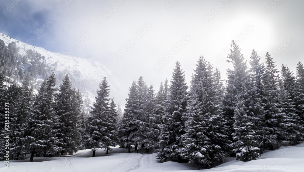 Winter scenery in the mountains, with a fir tree forest, on an overcast, misty, day