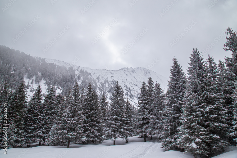 Winter scenery in the mountains, with a fir tree forest, on an overcast, misty, day
