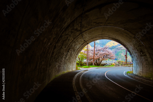  sakura tree at the end of tunnel.