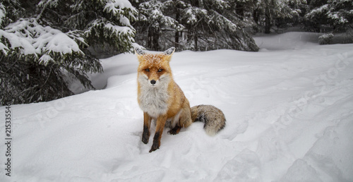 Fotografie Wild red fox in alpine environment, in winter