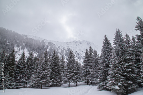 Winter scenery in the mountains, with a fir tree forest, on an overcast, misty, day