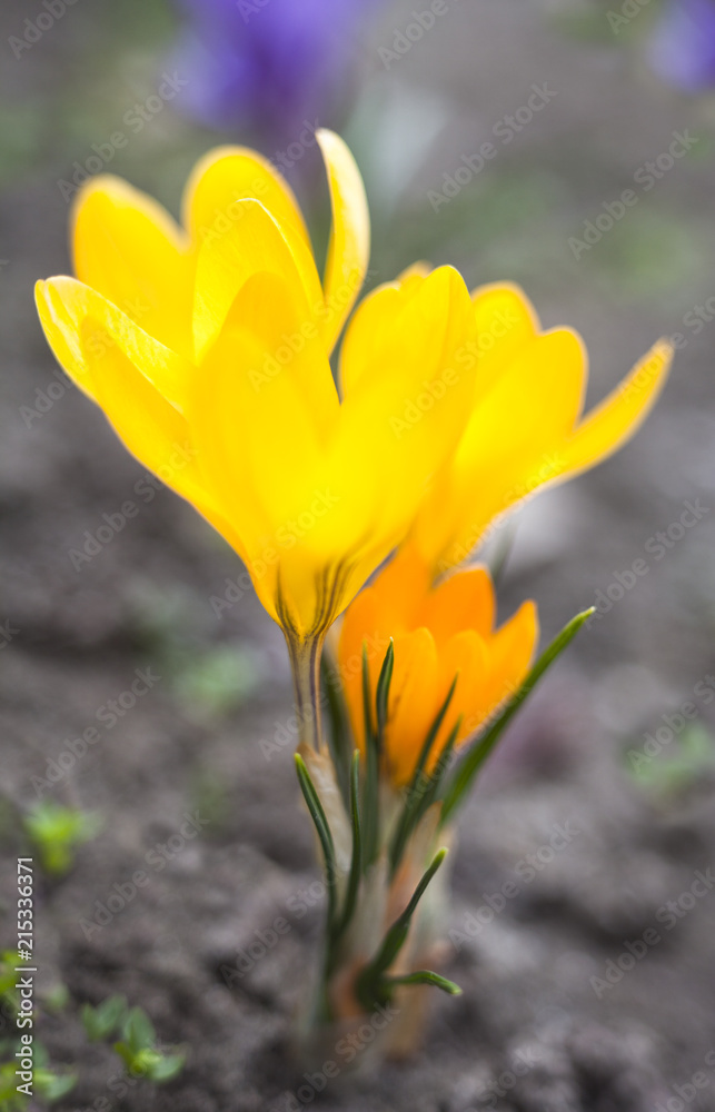 Yellow crocuses blooming in early spring Yellow crocuses blooming in early spring