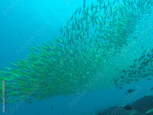 Scuba diving school of fish
