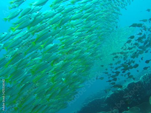 Large school of yellow snapper