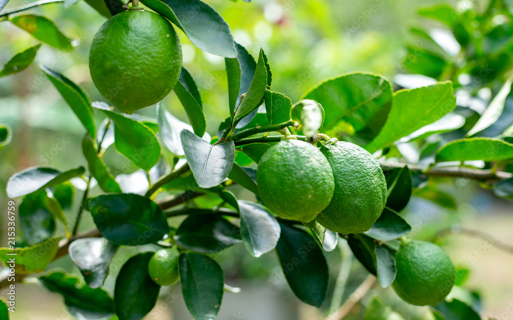 green lime fruit