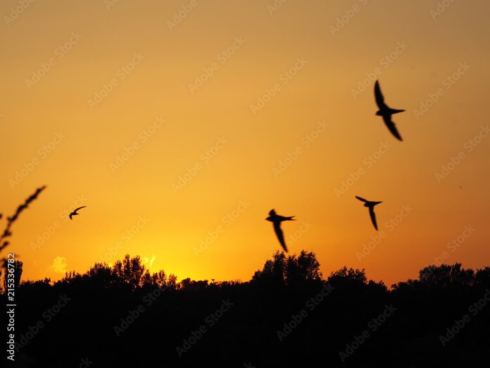 Sundown in Avignon, France