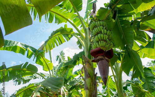 banana tree photo