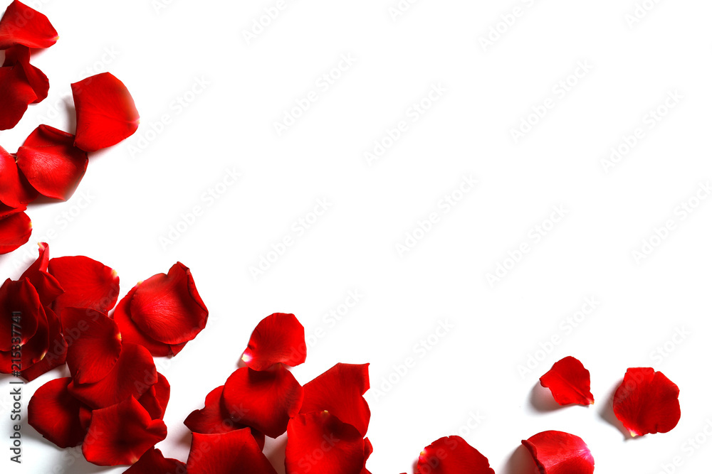 Red rose petals on white background, top view Red rose petals on white background, top view