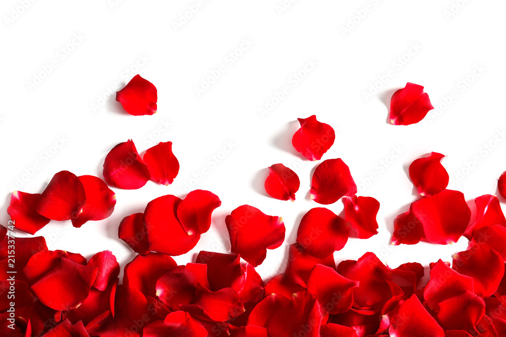 Red rose petals on white background, top view Red rose petals on white background, top view