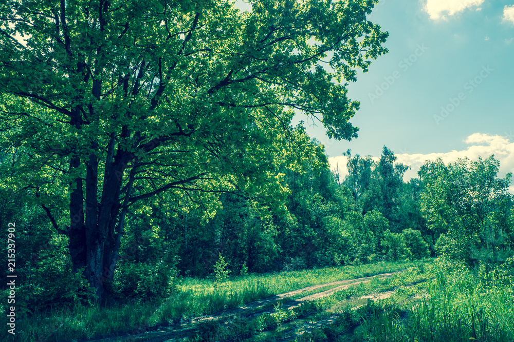 Obraz premium Sunny landscape of the countryside in the beginning of summer. A widely spreading shady oak tree next to the deserted country road.