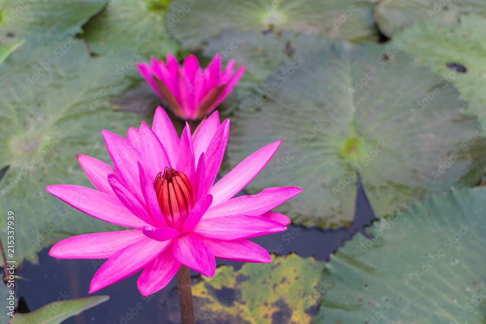 colse up for Pink lotus with the leaf background