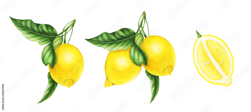 Set of lemon, slices of lemon and leaves, watercolor painting. For design cards and patterns. Set of lemon, slices of lemon and leaves, watercolor painting. For design cards and patterns.