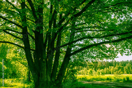 Sunny landscape of the countryside in the beginning of summer. A widely spreading shady oak tree next to the deserted country road.