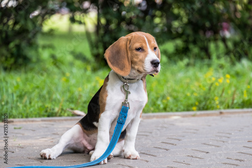 A thoughtful Beagle puppy with a blue leash on a walk in a city park. Portrait of a nice puppy.