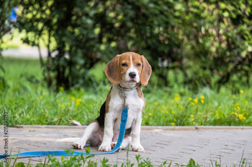 Fototapeta Naklejka Na Ścianę i Meble -  A thoughtful Beagle puppy with a blue leash on a walk in a city park. Portrait of a nice puppy.