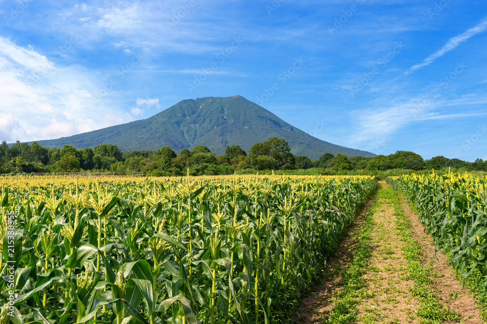 【青森県弘前市岩木山麓】嶽きみの花が満開、嶽きみは生でも食べられる甘さを持った最高のとうもろこし 【青森県弘前市岩木山麓】嶽きみの花が満開、嶽きみは生でも食べられる甘さを持った最高のとうもろこし