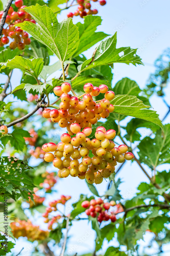 Viburnum fruits on branch of bush. Viburnum fruits on branch of bush.