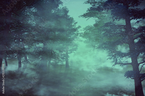 Misty pine forest