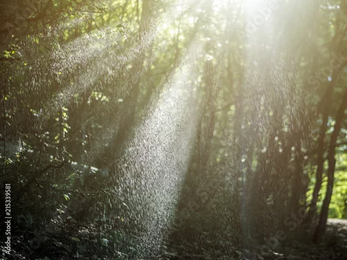 Obraz promienie słoneczne na kroplach deszczu w lesie