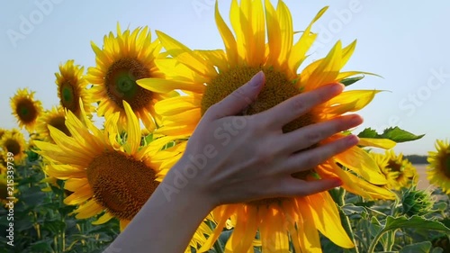 Female hand touches the flower of sunflower in the field. Close up. Slow motion photo