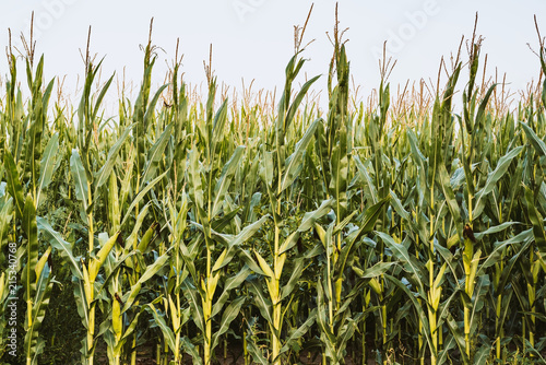 Green corn plant in a corn field
