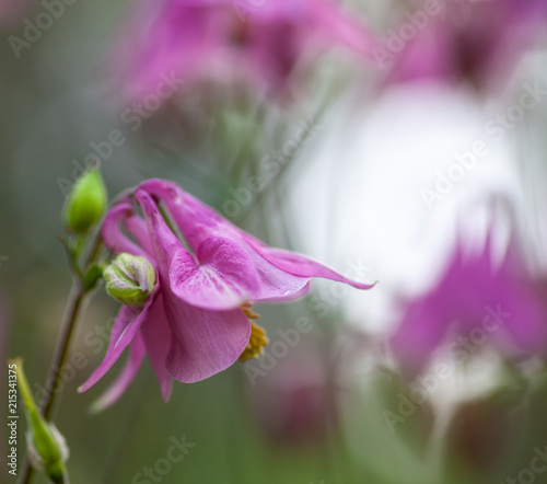 Pink flowers of European columbine photo