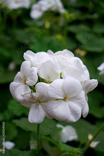 geranium flower beautiful macro closeup background