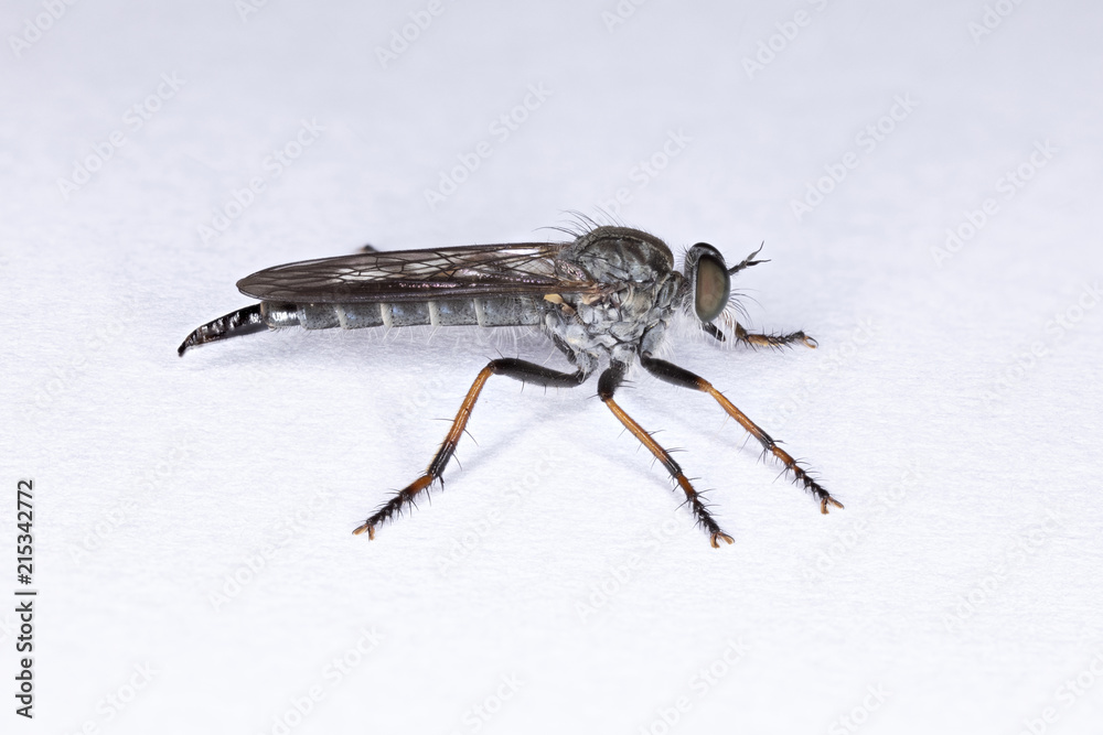 Obraz premium Raubfliege auf weisser Unterlage makro stack