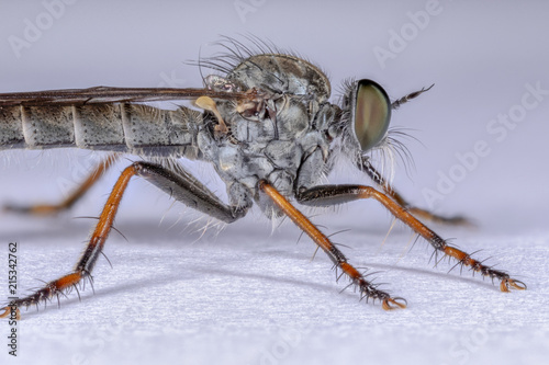 Raubfliege auf weisser Unterlage makro stack photo