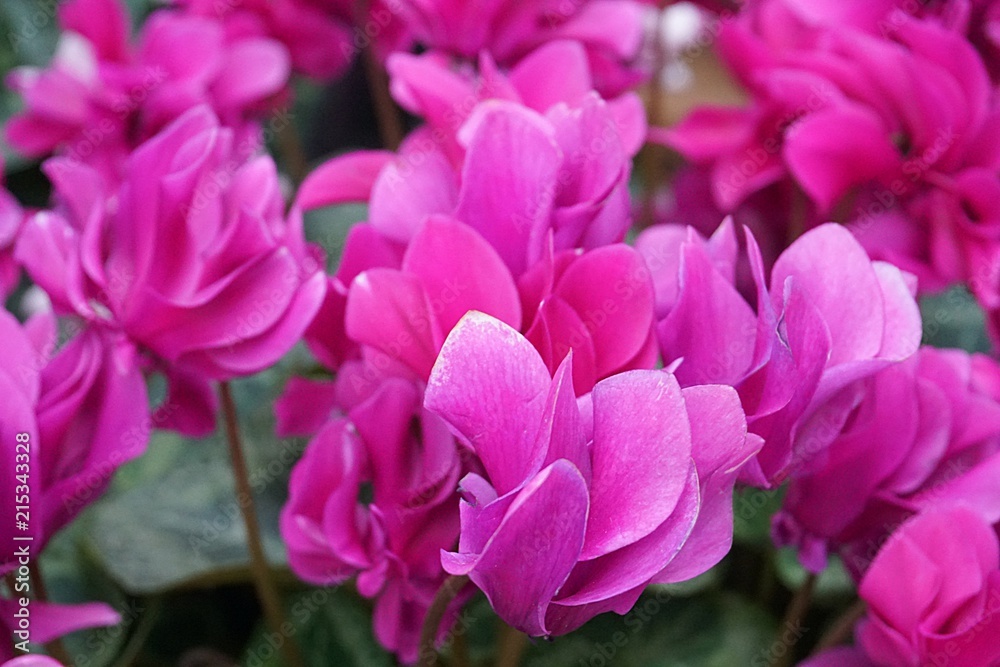 beautiful nature purple violet pink cyclamen close up macro background beautiful nature purple violet pink cyclamen close up macro background