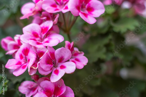 Delicate pink decorative flowers © Larysa
