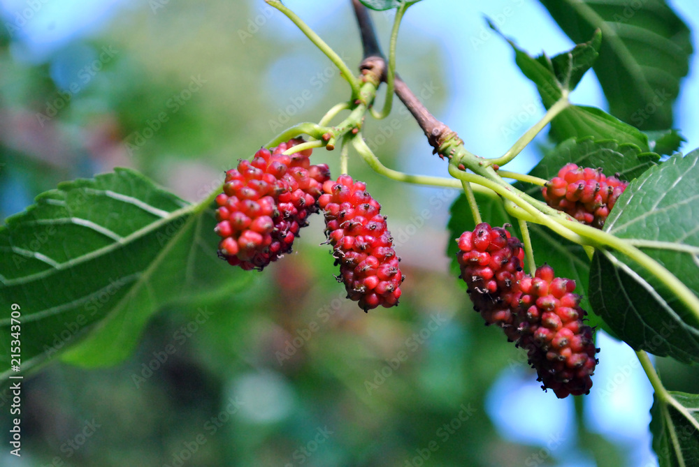 Black mulberry or blackberry red unripe berries on twig, blurry soft background Black mulberry or blackberry red unripe berries on twig, blurry soft background