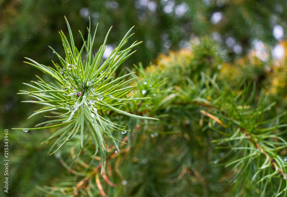 Pine needles with raindrops Pine needles with raindrops
