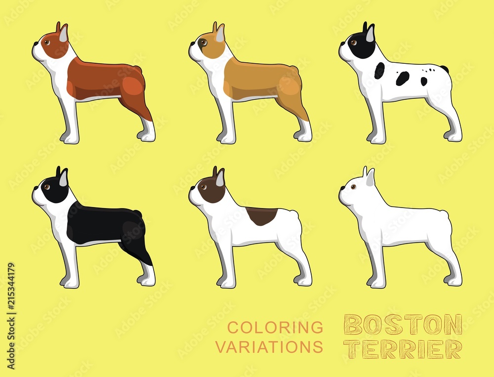 Dog Boston Terrier Coloring Variations Vector Illustration