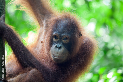 Orangutan on a tree, Sabah, Malaysia