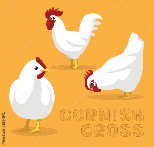 Chicken Cornish Cross Cartoon Vector Illustration
