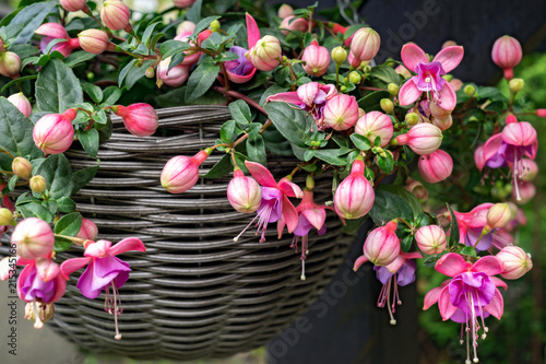 Beautiful fuchsia flowering plants in old wicker pot