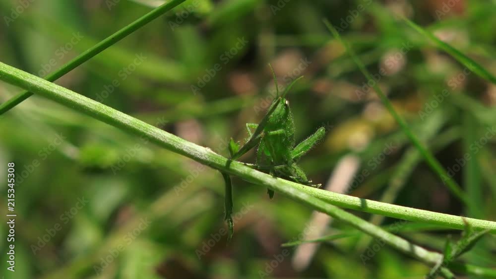 Closeup of a grasshopper on a grass stem. Closeup of a grasshopper on a grass stem.