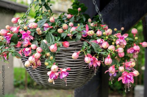 Fototapeta Naklejka Na Ścianę i Meble -  Beautiful fuchsia flowering plants in old wicker pot