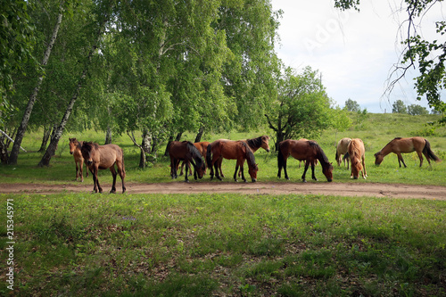 Horses of South Ural mountains, Bashkortostan, Russia