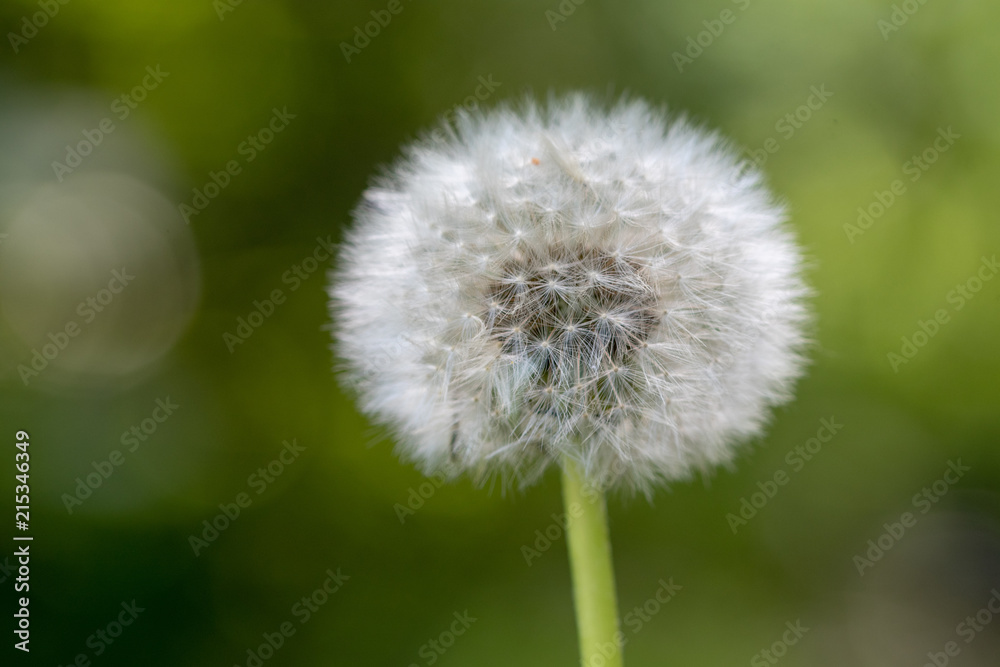 Fototapeta premium A dandelion against a sunny and green background